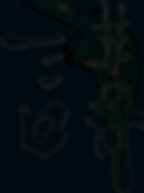 Creation of Blue Bird: Step 3